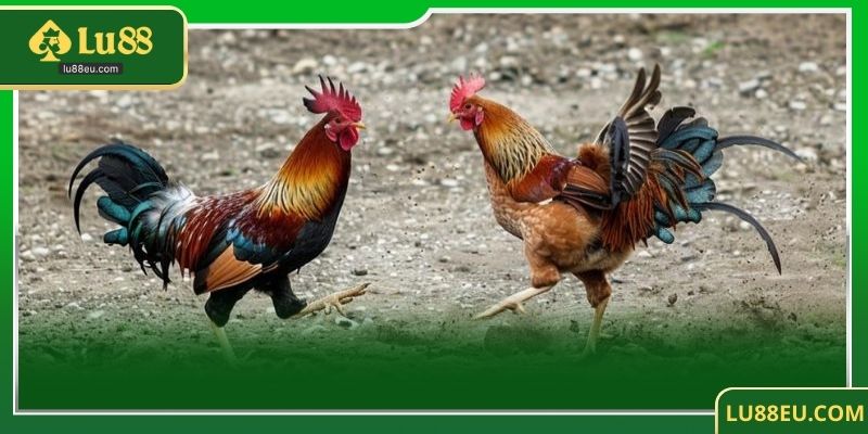Tại sao đá gà sv388 tại LU88 lại thu hút đông đảo người chơi?