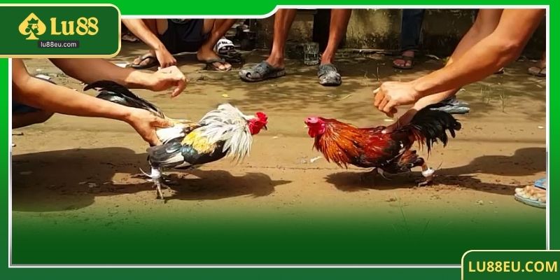 FAQs về Đá gà Thomo tại LU88 – Những câu hỏi thường gặp