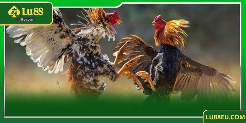 Sức hấp dẫn của đá gà trực tiếp C1 tại LU88 – Nơi hội tụ của những trận đấu đỉnh cao