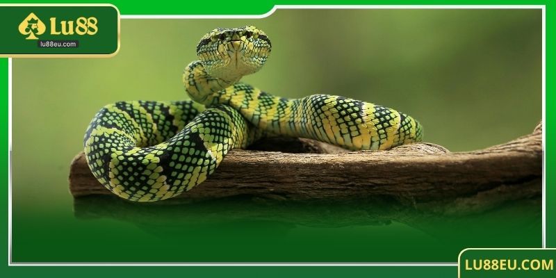 Tầm Quan Trọng Của Giấc Mơ Thấy Rắn đánh con gì Trong đời Sống Hàng Ngày